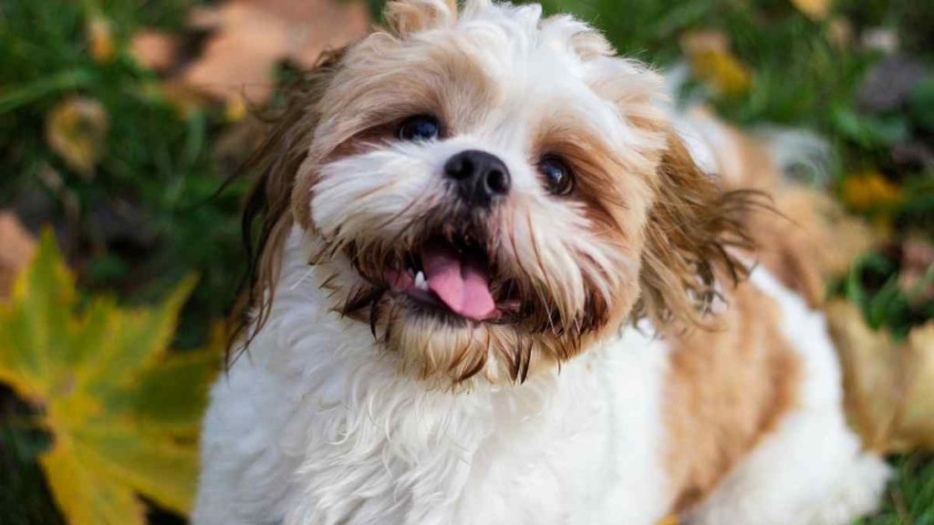 Conheça as melhores raças de cachorros para idosos