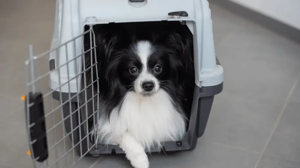 Como transportar seu cachorro em viagem