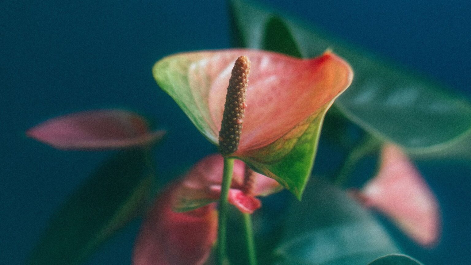 Além do clitóris: 7 vibradores para penetração