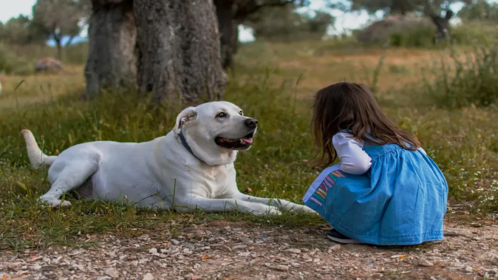 Socialização de animais atléticos