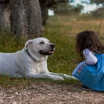 Socialização de animais atléticos