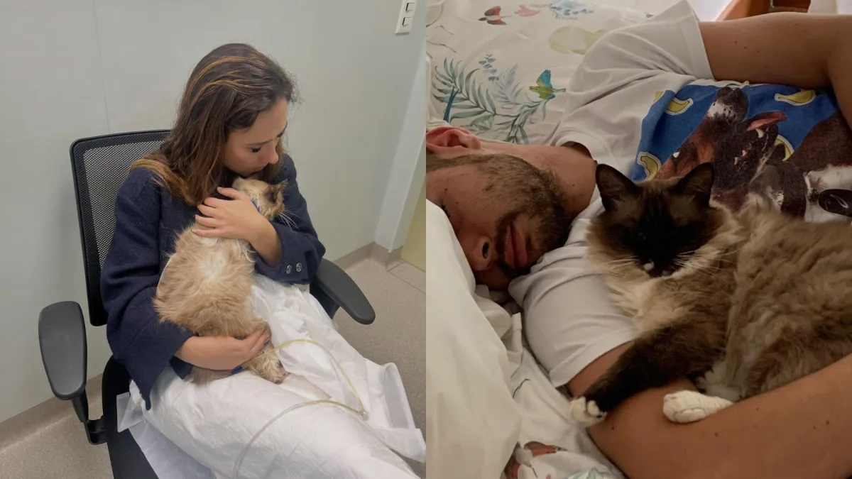 Tata Werneck desabafa sobre perda de gato e anuncia adoção de novo felino